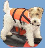 Arnie the dog, wearing a buoyancy aid
